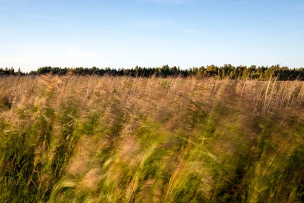花と緑の草の日当たりの良い草原 — ストック写真