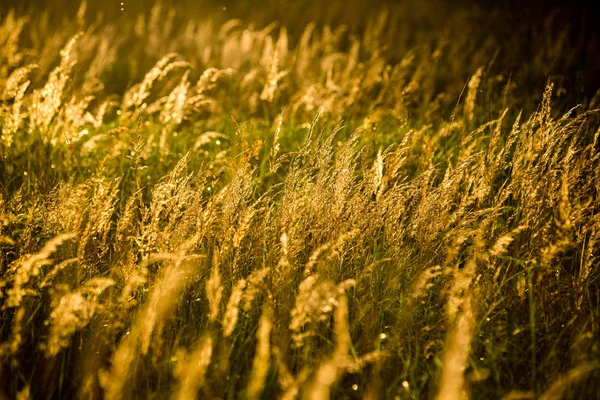 Prado soleado con flores y hierba verde —  Fotos de Stock