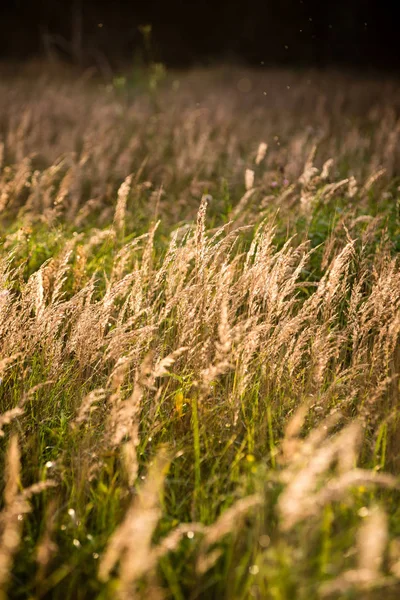 Солнечный луг с цветами и зеленой травой — стоковое фото