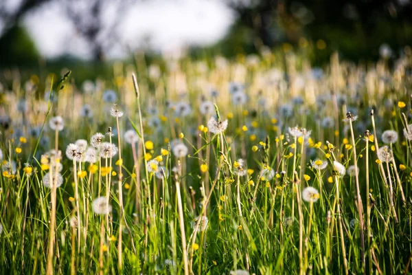 Dandelions ve yeşil çim ile güneşli çayır — Stok fotoğraf