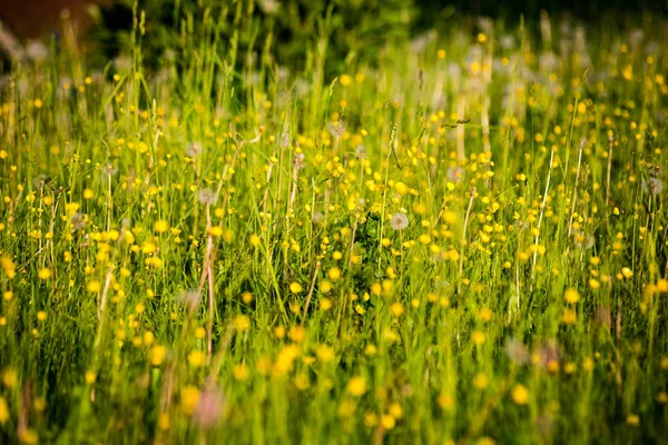 Prado ensolarado com flores e grama verde — Fotografia de Stock