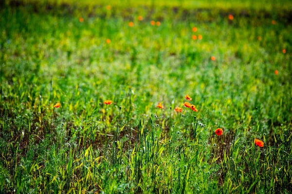 Prado soleado con flores y hierba verde — Foto de Stock