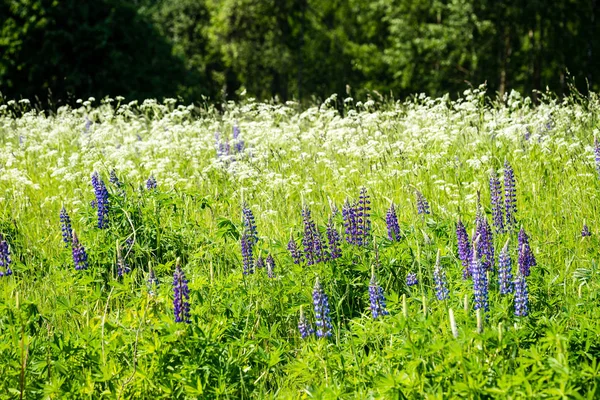 Solig äng med blommor och grönt gräs — Stockfoto