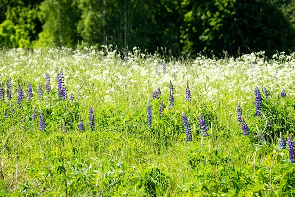 꽃과 푸른 잔디와 햇살 초원 — 스톡 사진