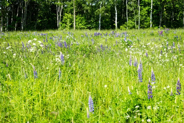 Prado soleado con flores y hierba verde — Foto de Stock