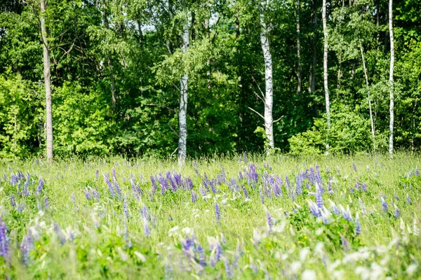 Prado soleado con flores y hierba verde — Foto de Stock