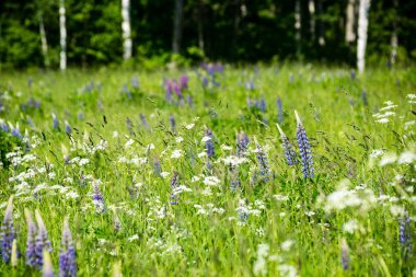 güneşli çayır çiçek ve yeşil çimen