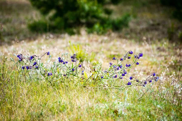 Sunny meadow with flowers and green grass — Stock Photo, Image