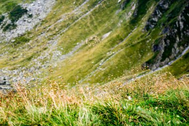 Yazın Karpat Dağları