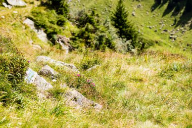 Yazın Karpat Dağları