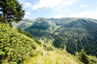 Yazın Karpat Dağları