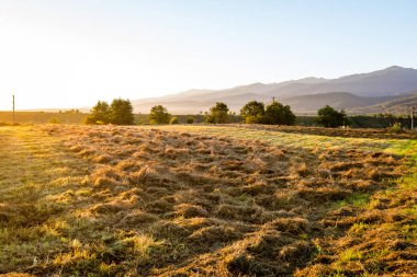 Yazın Karpat Dağları