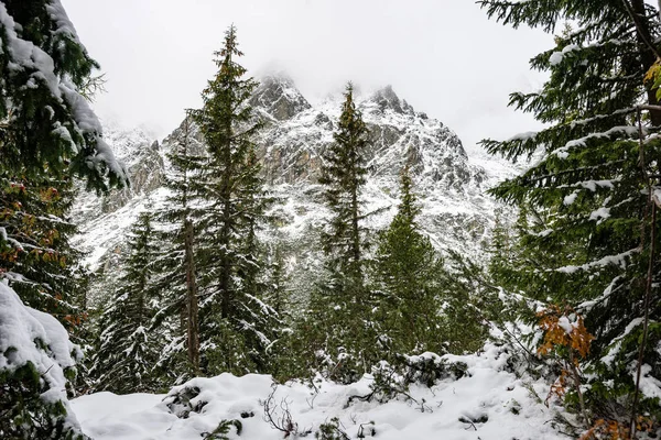 Montañas de Cárpatos en invierno nieve — Foto de Stock