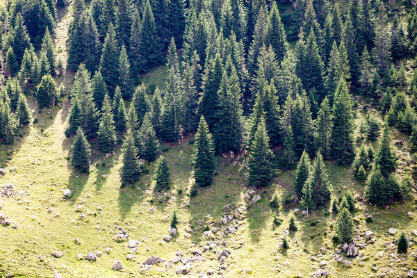 Carpathian mountains in summer — Stock Photo, Image
