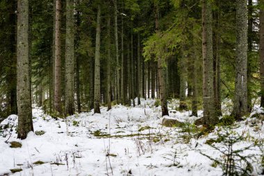 Sonbahar ağaçları çıplak dalları ile 