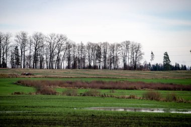 Sonbahar huş ağaçları çıplak dalları ile 