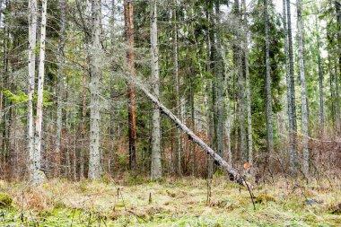 Sonbahar ağaçları çıplak dalları ile 