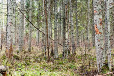 Sonbahar ağaçları çıplak dalları ile 