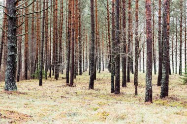 Sonbahar ağaçları çıplak dalları ile 