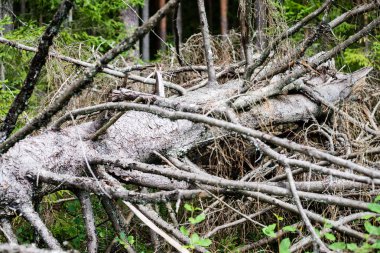 Sonbahar ağaçları çıplak dalları ile 