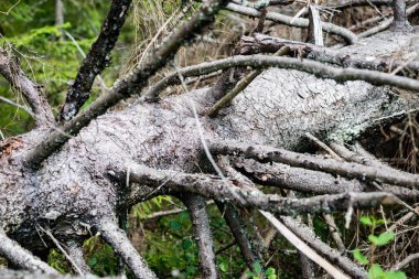 Sonbahar ağaçları çıplak dalları ile 