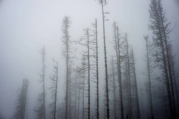 Осенние туманные деревья с голыми ветвями — стоковое фото