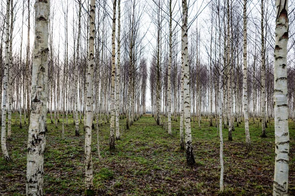 Őszi nyírfa nő meztelen ágak vonalak — Stock Fotó