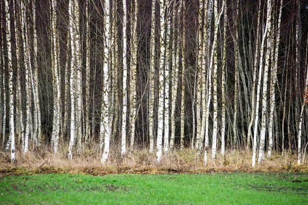 Podzimní břízy rostoucí v řádcích s nahých větví — Stock fotografie