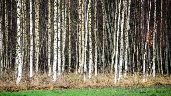 Sonbahar huş ağaçları satırlarındaki çıplak dalları ile büyüyen — Stok fotoğraf