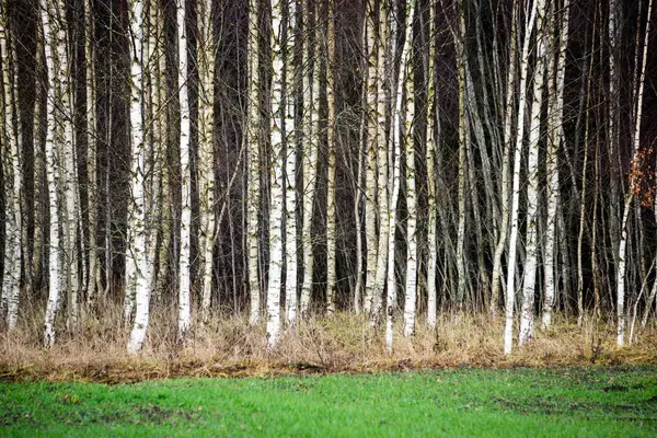 Bouleaux d'automne poussant en lignes avec des branches nues — Photo