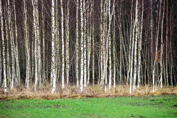 Podzimní břízy rostoucí v řádcích s nahých větví — Stock fotografie