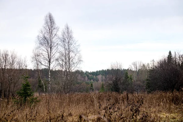 Arbres d'automne aux branches nues — Photo