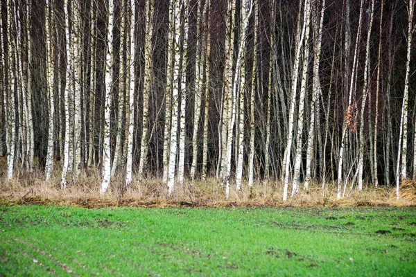 Sonbahar huş ağaçları satırlarındaki çıplak dalları ile büyüyen — Stok fotoğraf