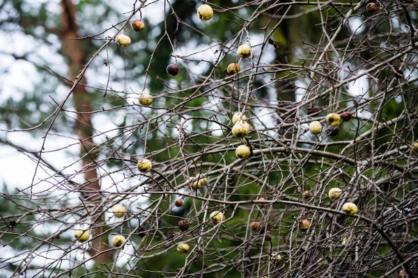 Macieiras com galhos nus — Fotografia de Stock