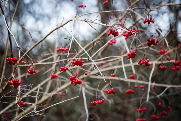 Rowan d'automne aux branches et baies nues — Photo