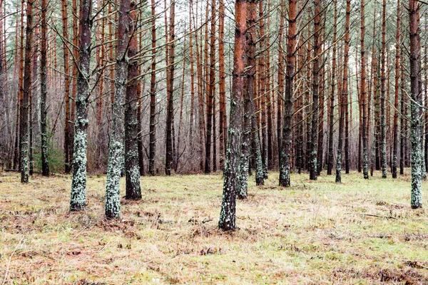 Φθινοπωρινά δέντρα με γυμνά κλαδιά — Φωτογραφία Αρχείου