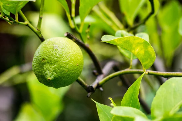Sonbahar narenciye ağaçları çıplak dalları ile 