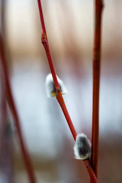 Herfst bomen met naakte takken — Stockfoto