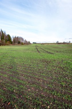 genç bitkiler ile sonbahar kırsal alanları