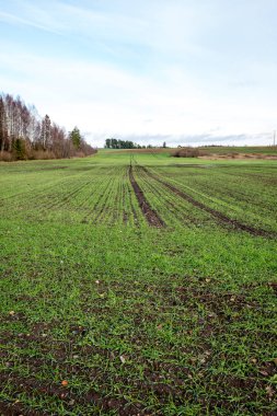 genç bitkiler ile sonbahar kırsal alanları