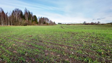 genç bitkiler ile sonbahar kırsal alanları