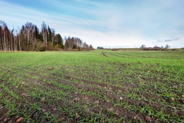 genç bitkiler ile sonbahar kırsal alanları