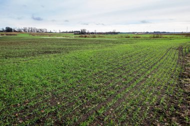 genç bitkiler ile sonbahar kırsal alanları