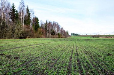 genç bitkiler ile sonbahar kırsal alanları