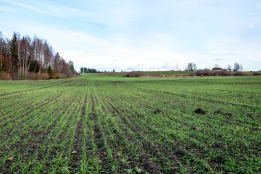 genç bitkiler ile sonbahar kırsal alanları