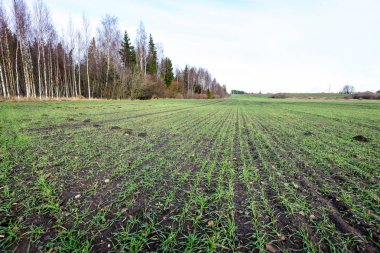 genç bitkiler ile sonbahar kırsal alanları