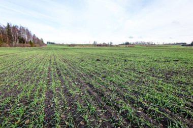 genç bitkiler ile sonbahar kırsal alanları