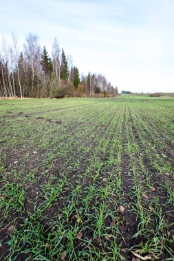 genç bitkiler ile sonbahar kırsal alanları