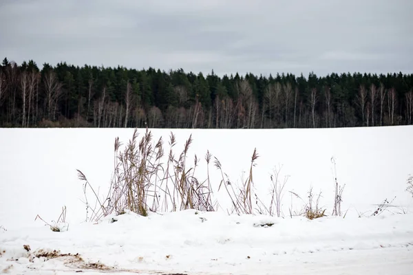 겨울에 시골 분야 — 스톡 사진