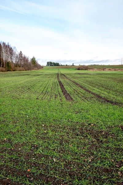 genç bitkiler ile sonbahar kırsal alanları